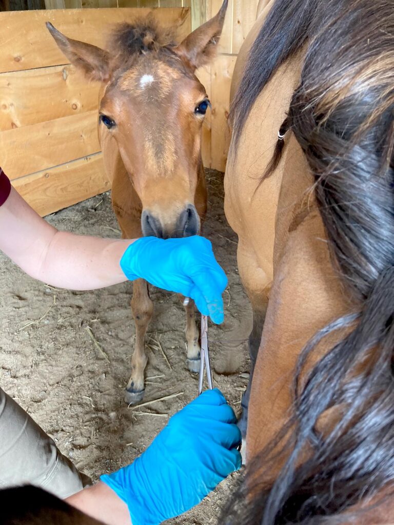 foal and farrier