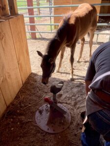 Allowing the foal to safely observe the farrier can help him feel more comfortable.
