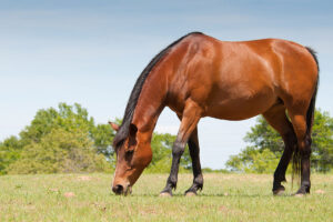 bay horse or pony grazing in field