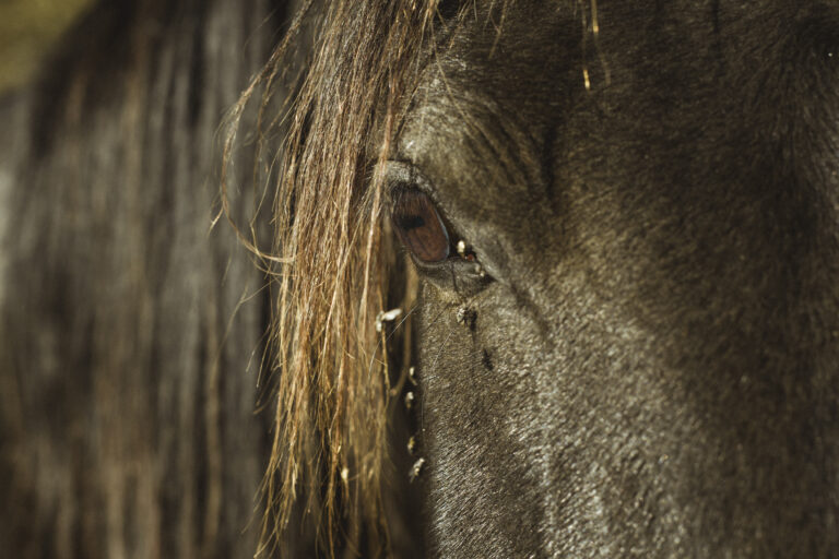 Close up of the eye of a black horse with flees bothering it