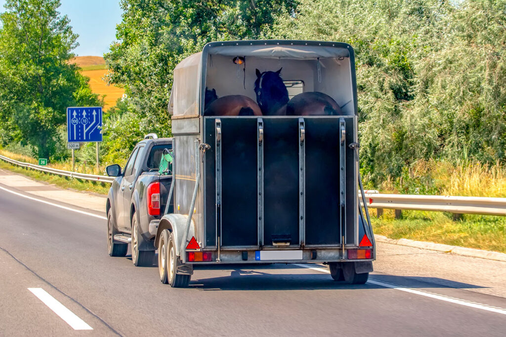 horses in trailer going down the road