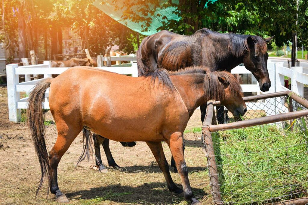 laminitic horse