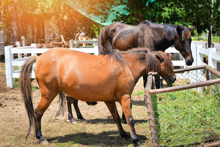 laminitic horse