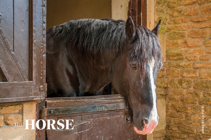 horse standing in stall