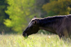 Caring for a Horse With One Eye: Essential Tips for Success