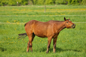 chestnut horse standing in field, sneezing or coughing