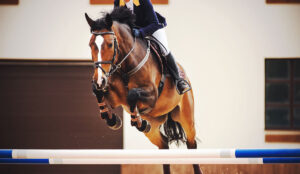 bay horse jumping