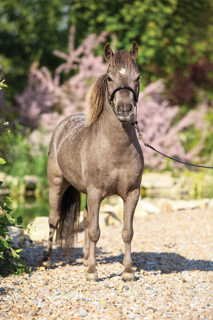 Miniature Horse