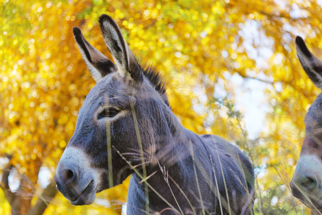 donkey, with fall leaves in background