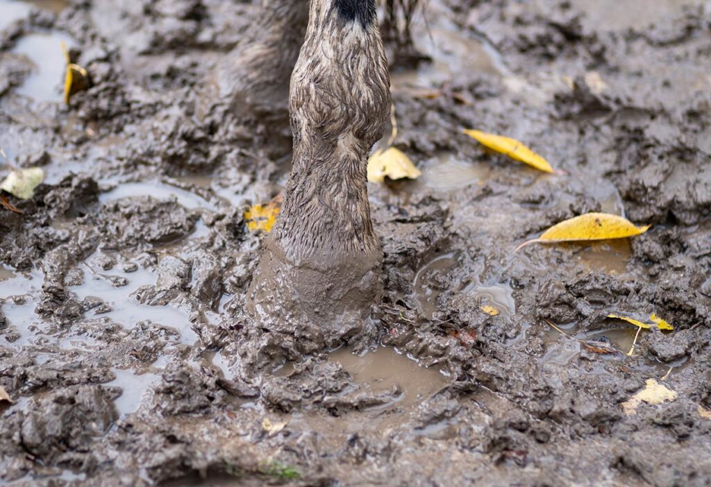 horse standing in mud