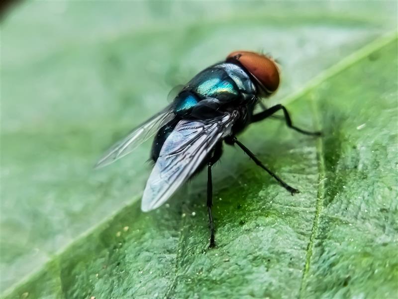 screwworm fly