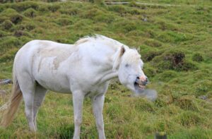 gray horse coughing