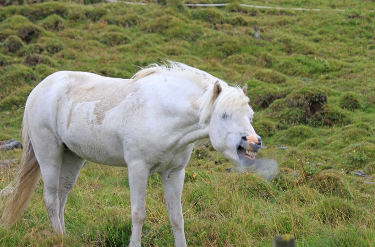 gray horse coughing