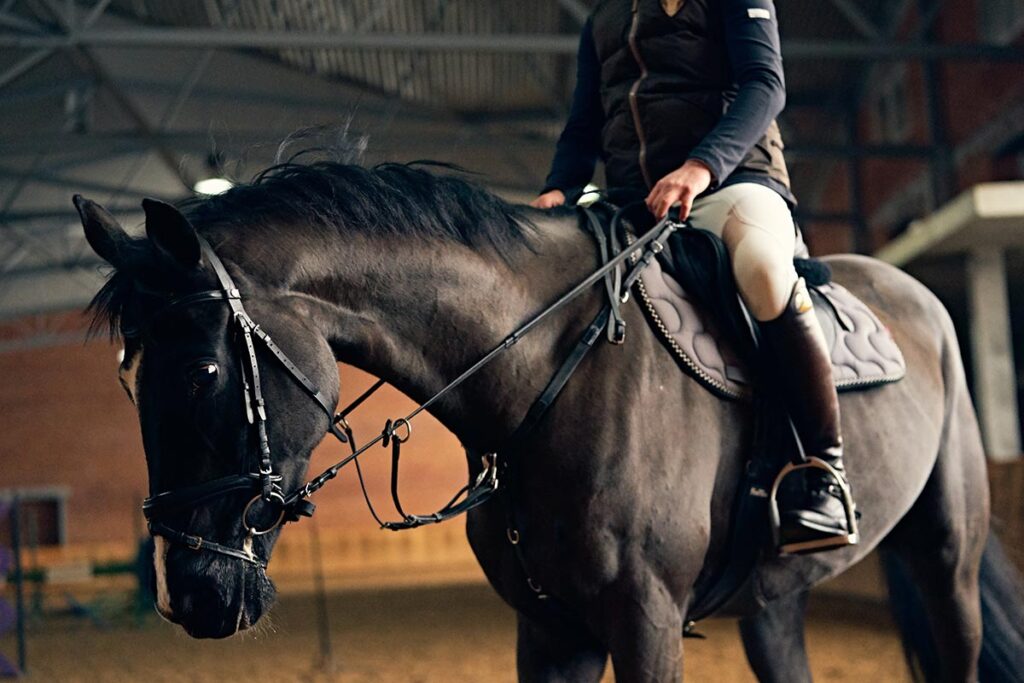 horse and rider, english bridle and tack