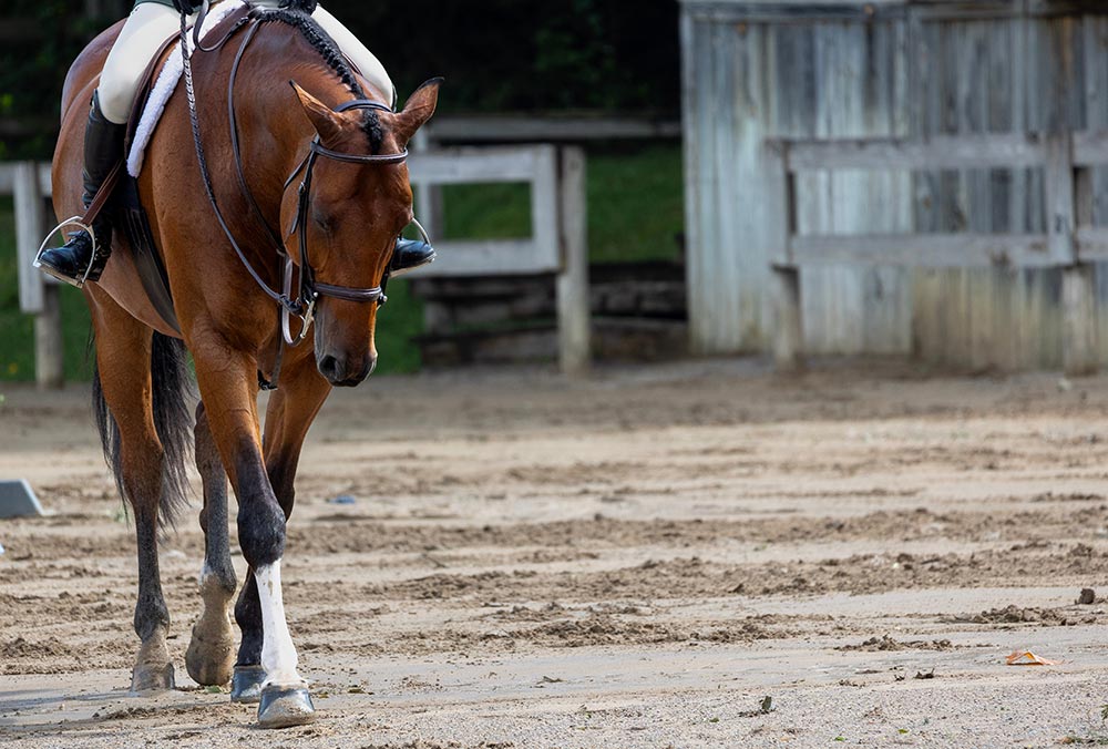 bay horse walking under saddle in arena