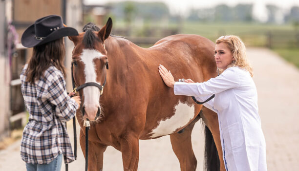 vet listening to horse with stethoscope