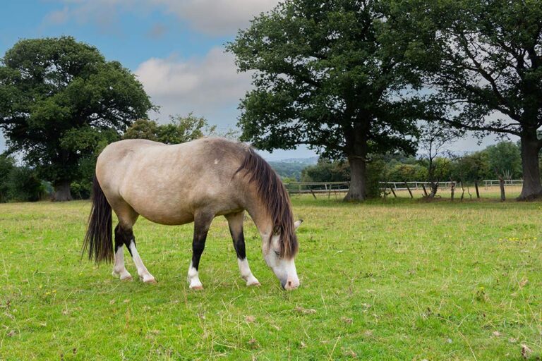overweight pony in pasture