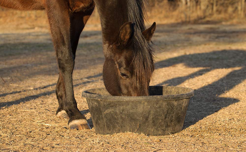 horse eating from rubber feed tub on ground