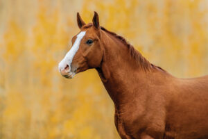 chestnut horse with ears forward