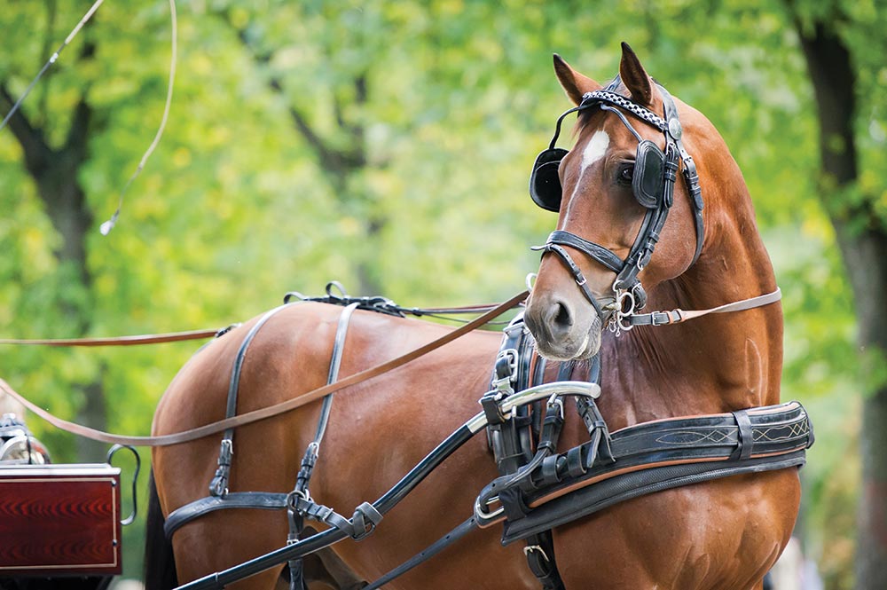 horse in harness, driving