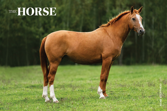 chestnut horse