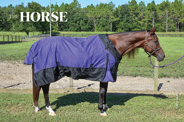 bay horse wearing purple blanket