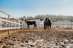horses standing in muddy paddock