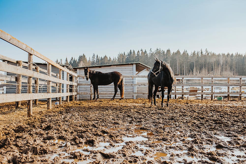 horses standing in muddy paddock
