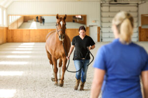 trotting horse, watching for lameness