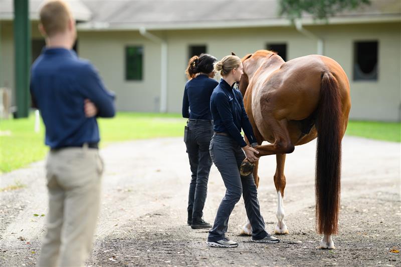 flexing horse