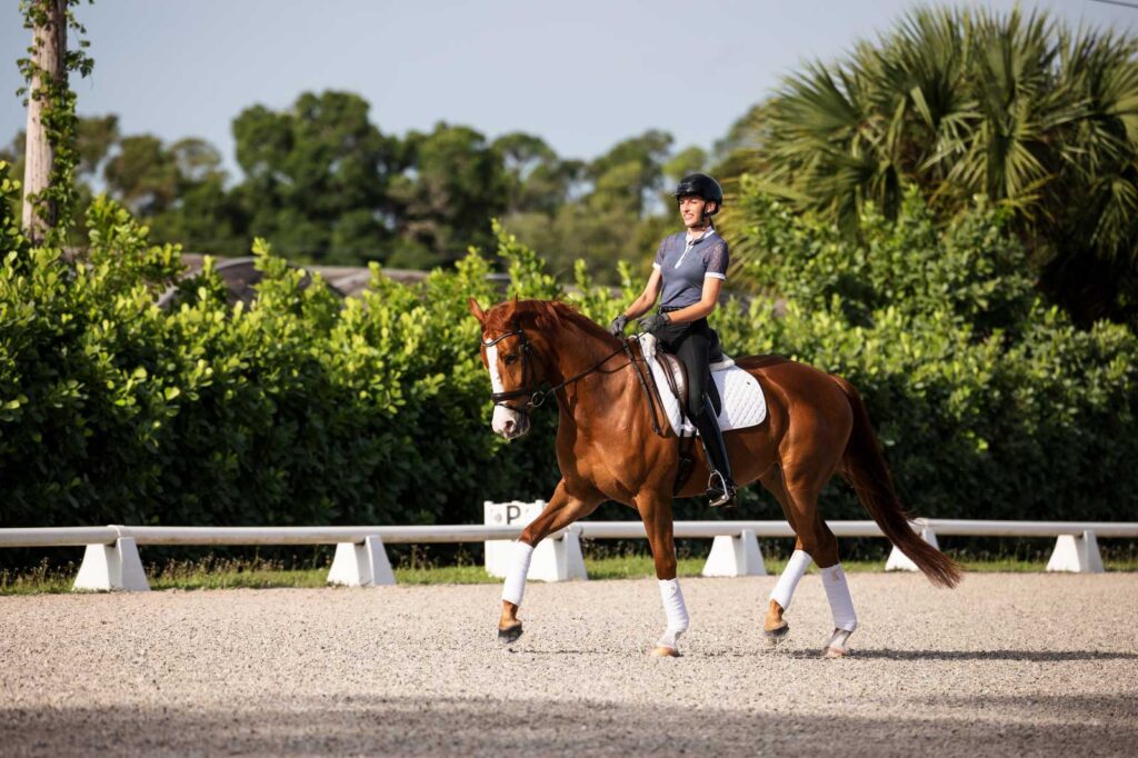 dressage horse in arena
