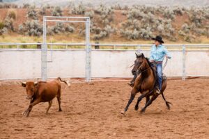 stock horse, working cow horse