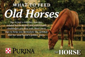 What to Feed Old Horses