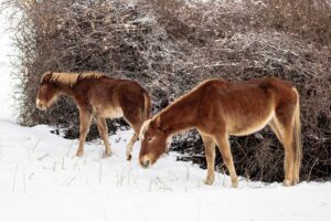 two thin horses standing in snow