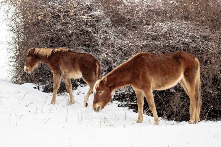 two thin horses standing in snow