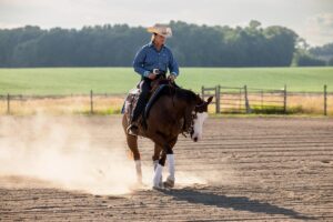 western horse under saddle