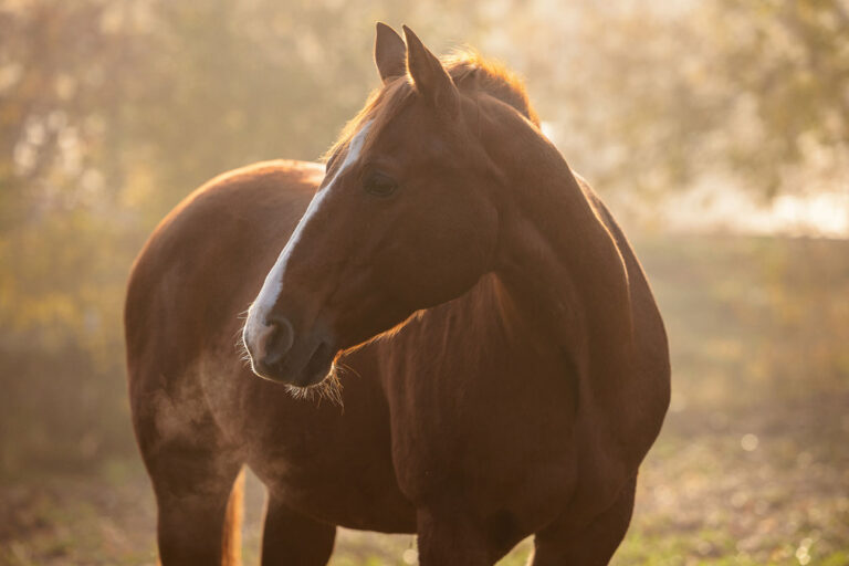 horse breathing, autumn scene