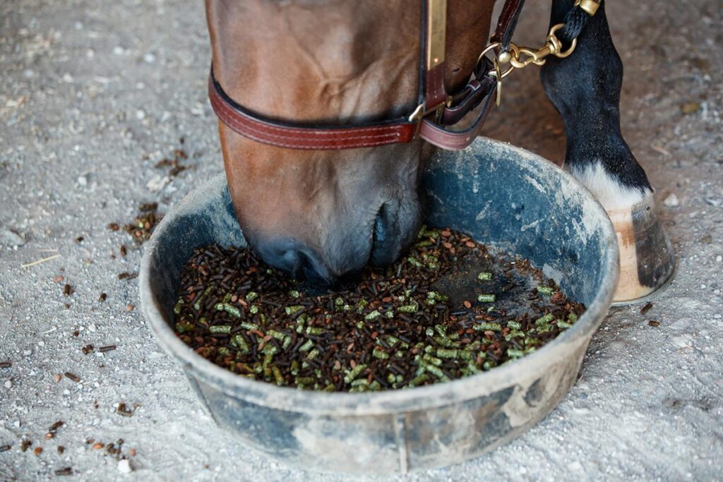 horse eating grain