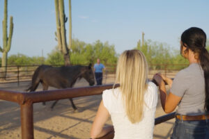 vet and horse owner watching horse move on longe line