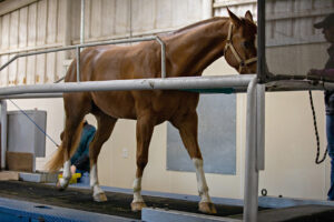 horse on treadmill