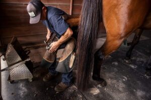 farrier nailing shoe on horse's hind foot