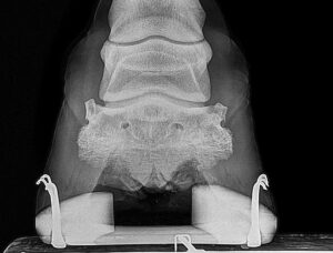 hoof radiograph