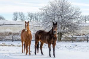 Two horses standing in a snowy paddock