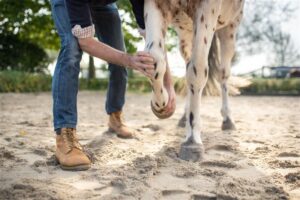 Appaloosa horse's knee