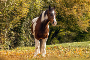 older pinto horse standing in pasture