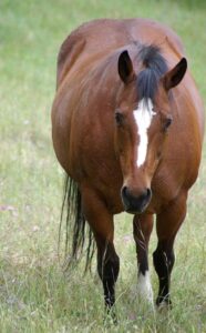 overweight bay horse