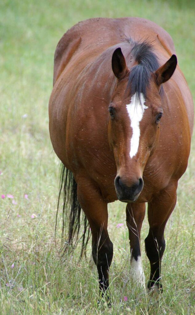 overweight bay horse