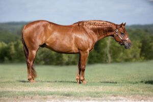 quarter horse stallion