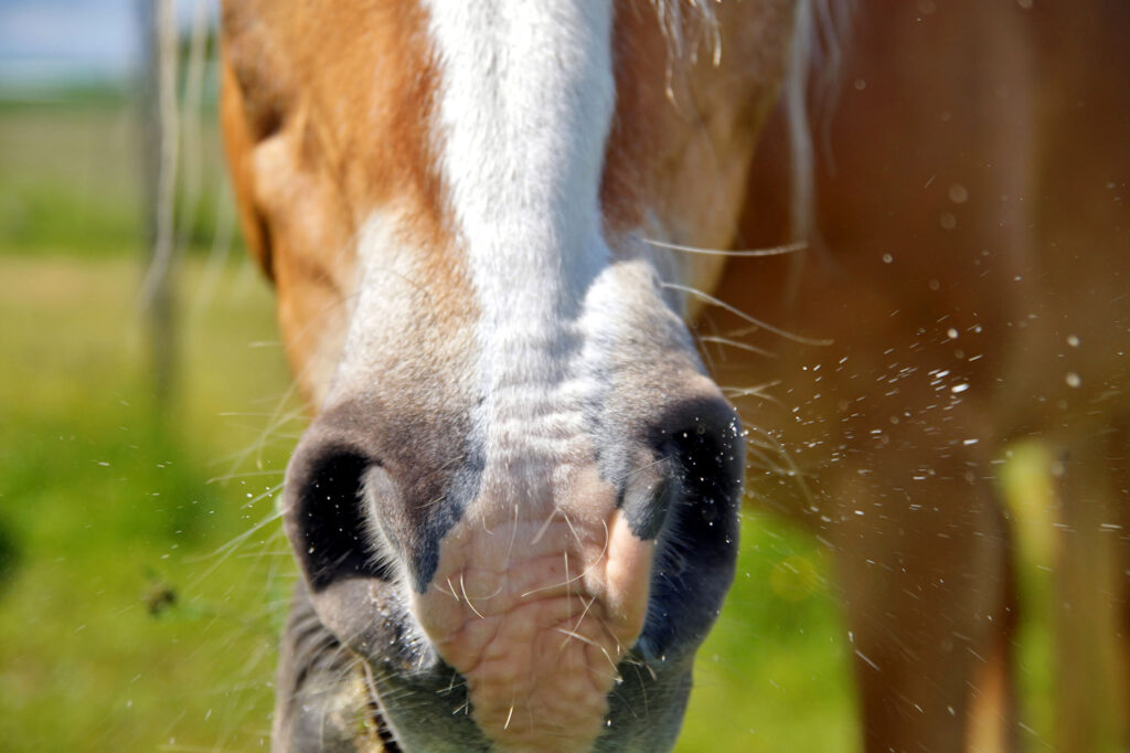 Horse nostrils, snort, sneeze