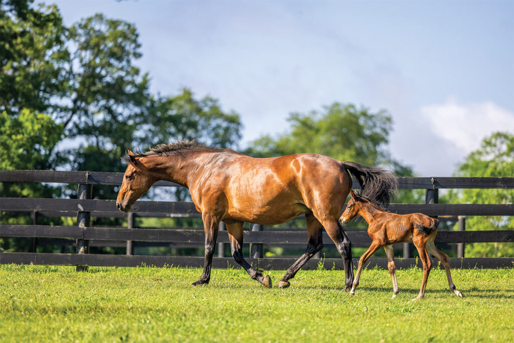 mare and foal